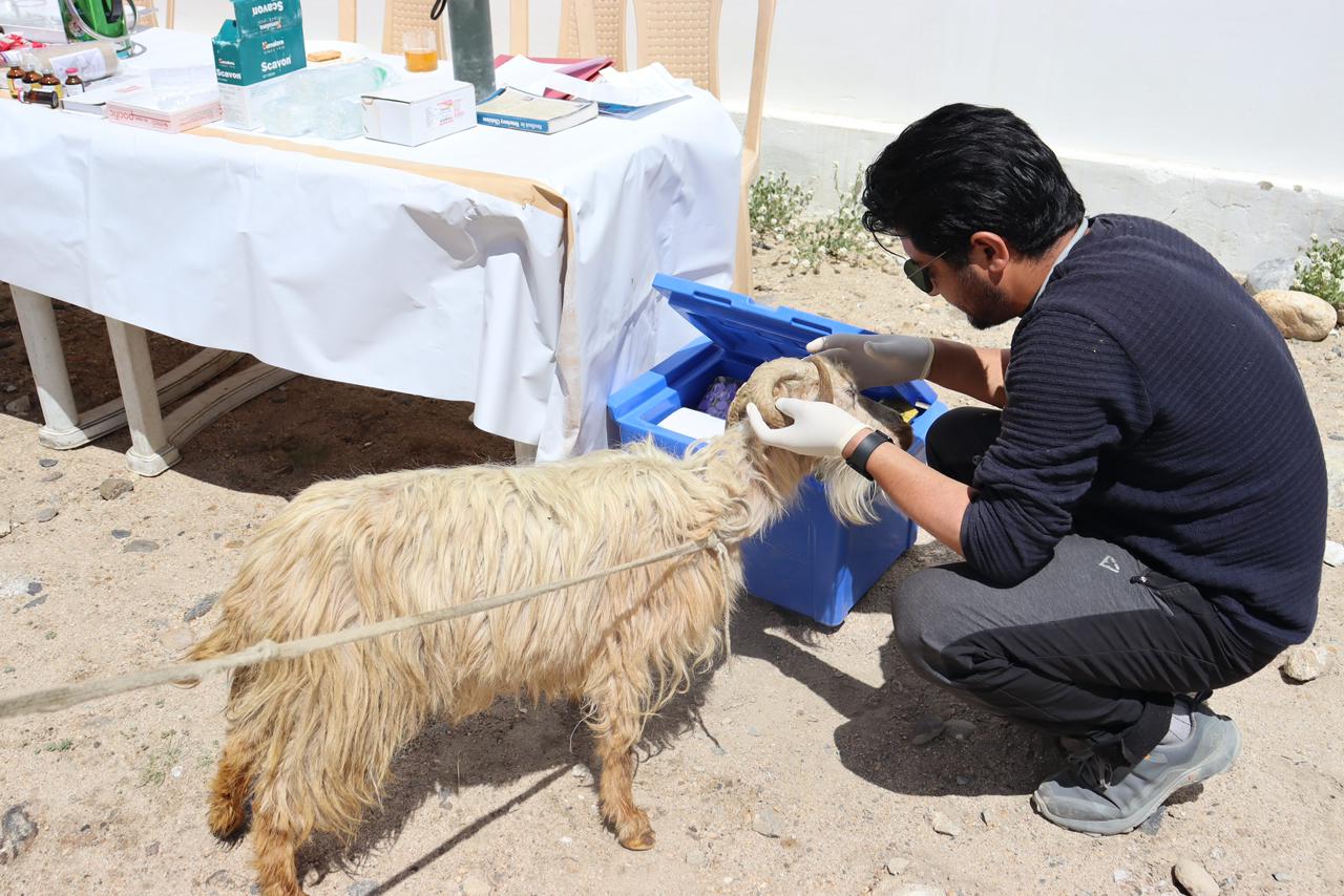 Sheep Husbandry Dept. organises mobile veterinary health camp in Phobrang