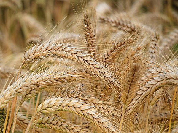 Pak: 47,000 sacks of wheat worth PKR 800 mn go missing from warehouse in Sindh