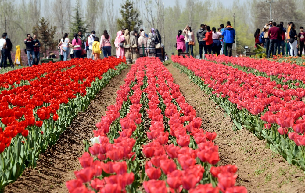 Asia’s Largest Tulip Garden Ready To Welcome Tourists From This Weekend