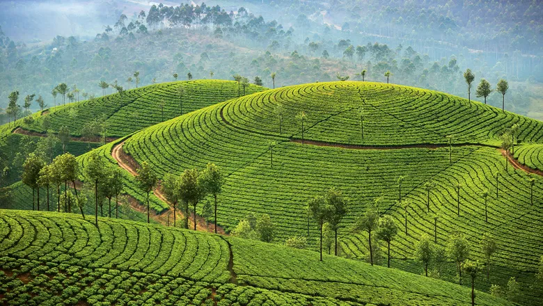 A lush green tea plantation stretches across rolling hills, with rows of tea bushes reaching up the slopes. Tall trees border the plantation in the distance.