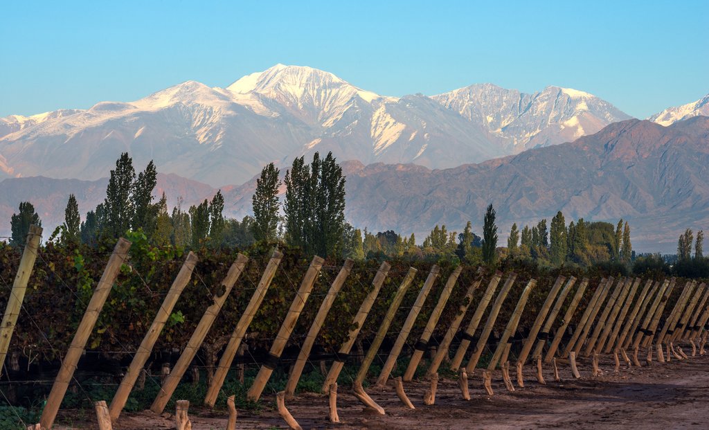 A photo of a Mendoza Argentina vineyard with rows of grape vines in the foreground. In the background, there are snow-capped mountains under a clear blue sky.