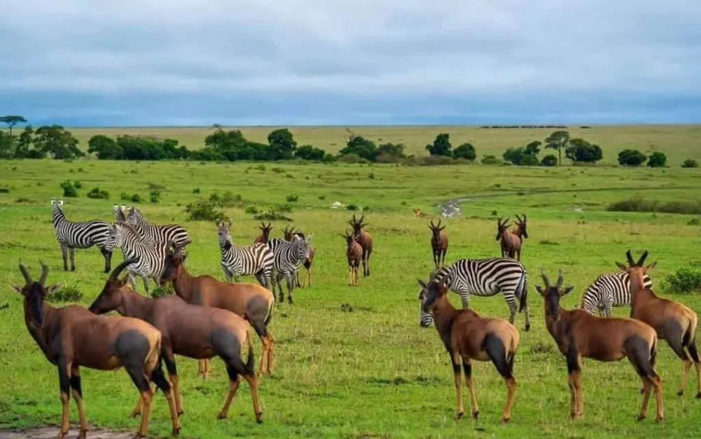 A herd of zebras and antelope graze in a Serengeti National Park, Tanzania
. The zebras are black and white striped, and the antelope are brown and white. There are some acacia trees in the background.