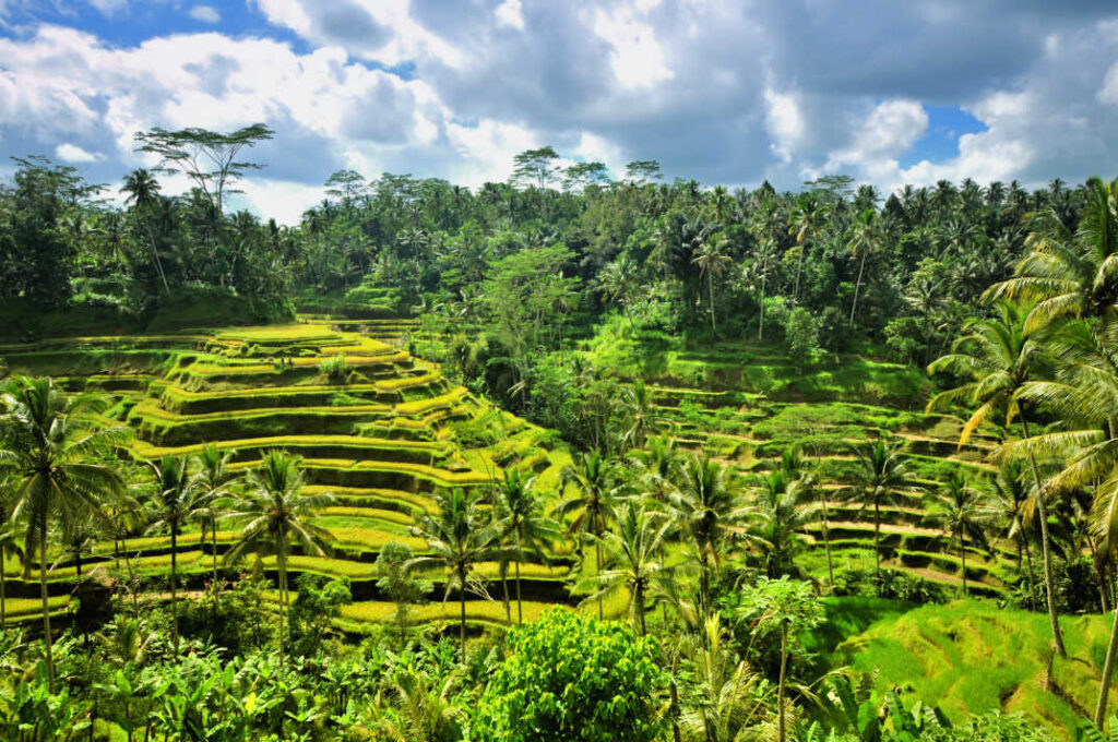 A scenic view of a rice terrace in Ubad Bali, Indonesia. The rice paddies are a vibrant green color, and there are trees in the background.