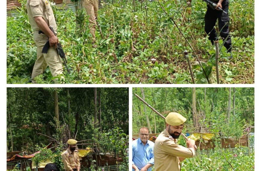 Police and civil administration crackdown on illegal poppy cultivation in Baramulla