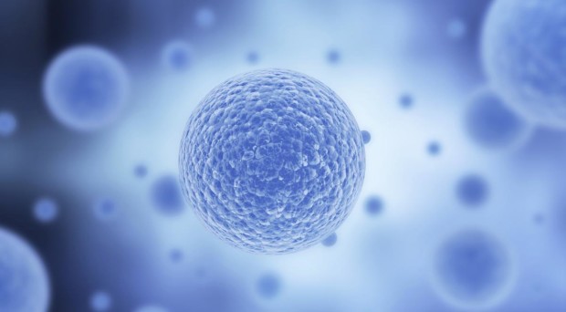 Single cell could be capable of ‘learning’, suggests study