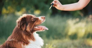 Understanding Glycerin Role in Pet Supplements