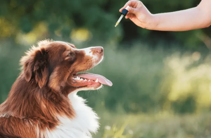 Understanding Glycerin Role in Pet Supplements