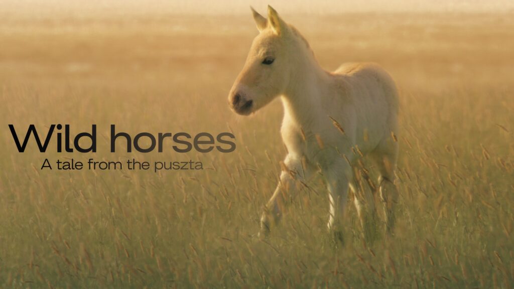 horse movies on hbo-Wild horse : A tale of from the puszta