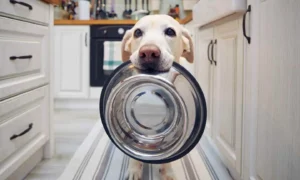 Upgrading Your Pet’s Mealtime with a Stylish and Durable Bowl